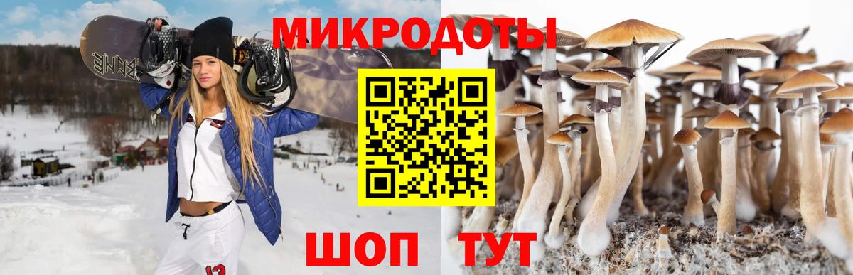 Грозный  Псилоцибиновые грибы Psilocybine cubensis  Вход с VPN  Псилоцибиновые грибы прущие грибы 